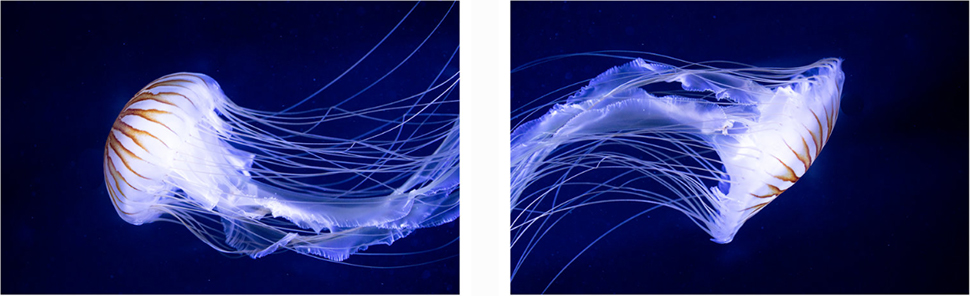 jellyfish photographs