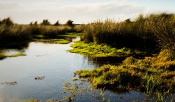 Wetland Science & Management