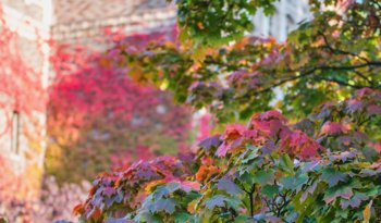 Master of Science in Biostatistics (Capstone)